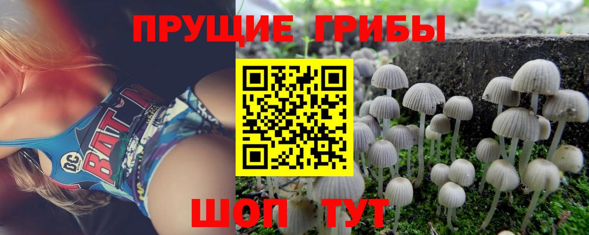 Грязи  Псилоцибиновые грибы Psilocybe  Вход с VPN 